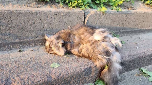 У Києві юнак скинув кота з висотки, звір помер: поліція розслідує подію.