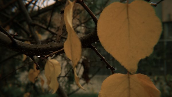 На Миколаївщині 21 листопада: похмуро, дощ та серпанок.